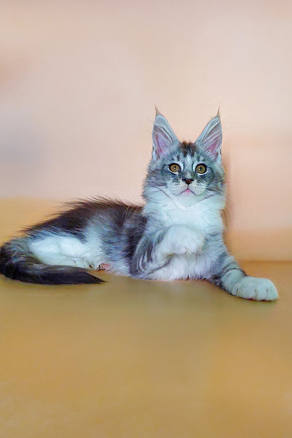 Vasilisa | Maine Coon Kitten