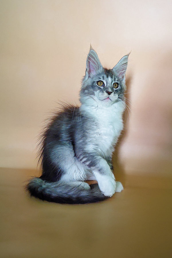 Vasilisa | Maine Coon Kitten