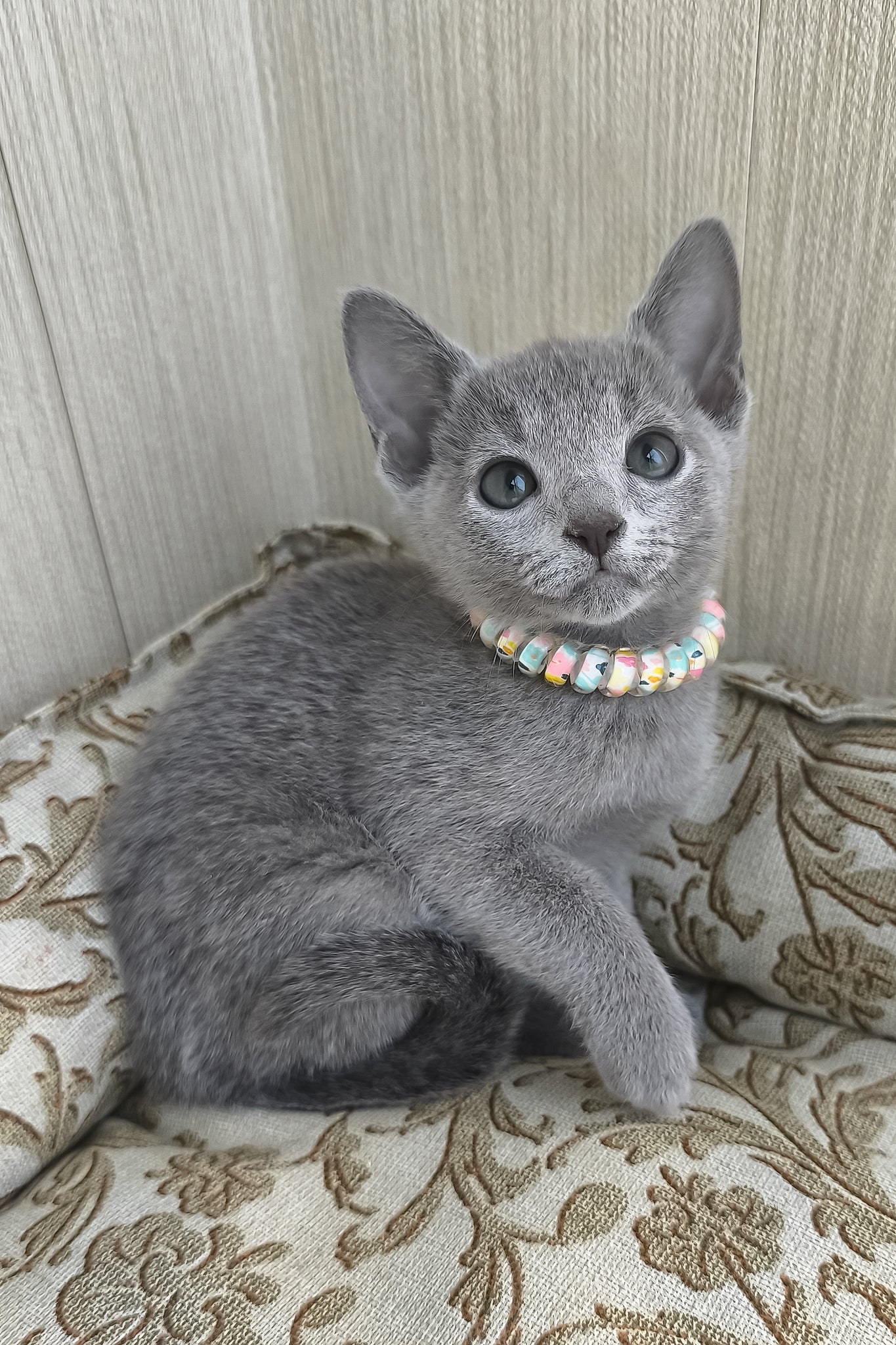 Meet Victoria: Your Adorable Russian Blue Kitten