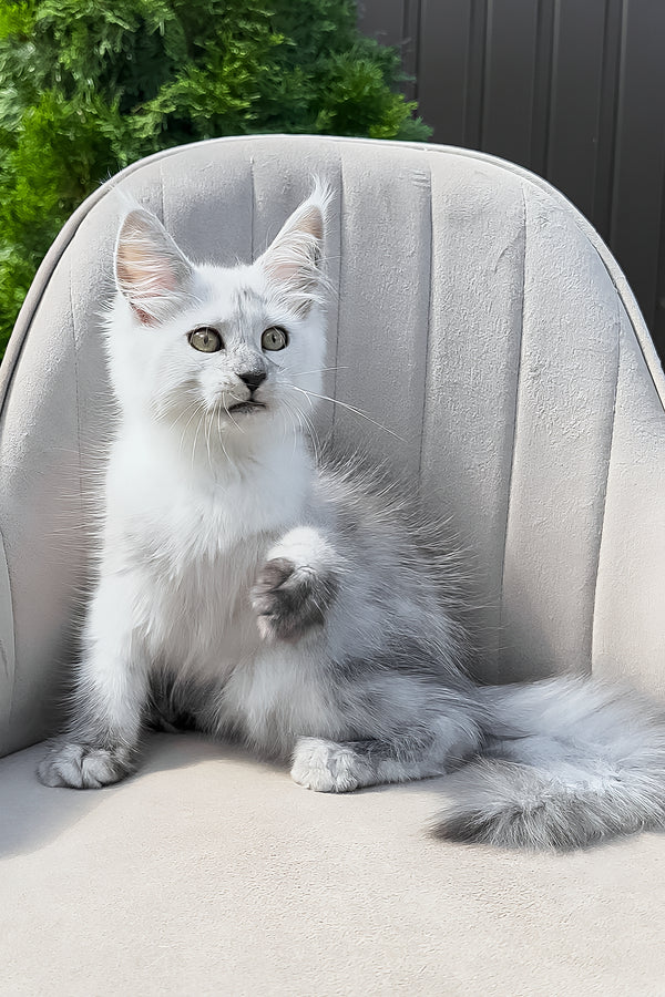 Violy | Maine Coon Kitten