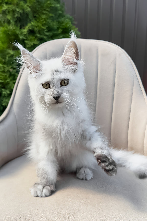 Violy | Maine Coon Kitten