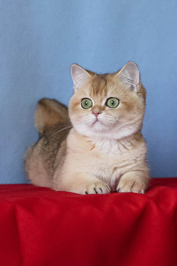 Viola | British Shorthair Kitten