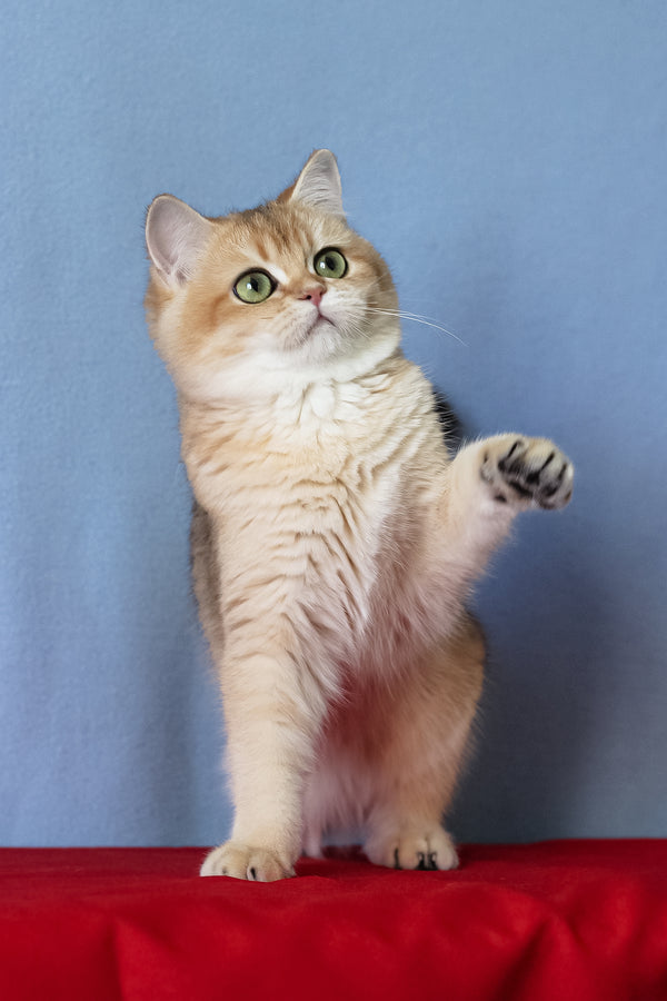 Viola | British Shorthair Kitten