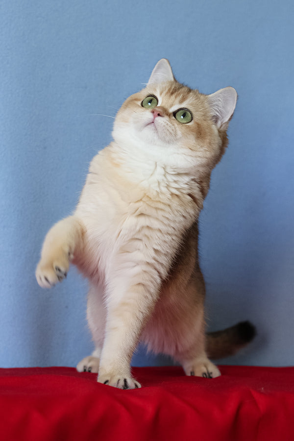 Viola | British Shorthair Kitten