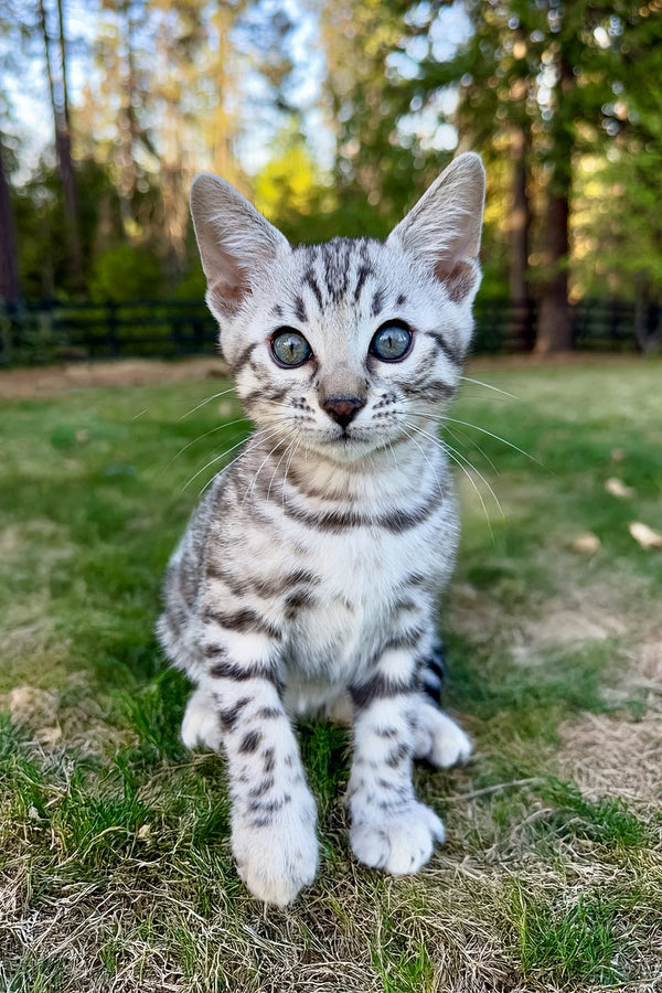 Voodoo | Bengal Kitten