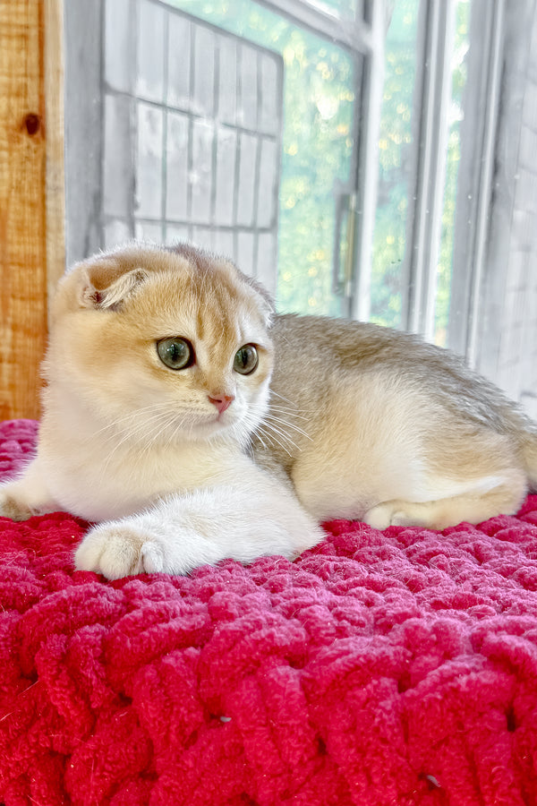Weesy | Scottish Fold Kitten