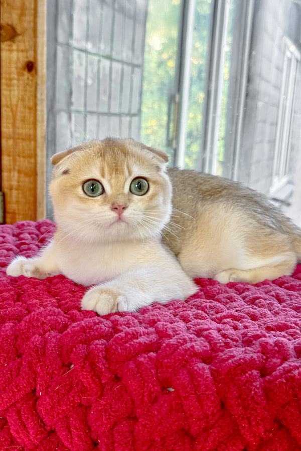 Weesy | Scottish Fold Kitten