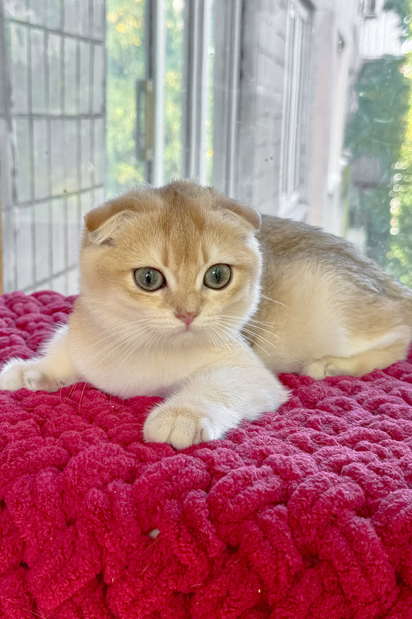 Weesy | Scottish Fold Kitten