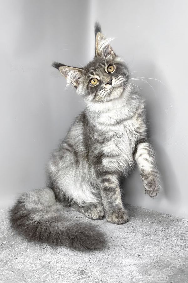Whisky | Maine Coon Kitten