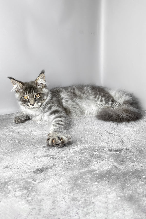 Whisky | Maine Coon Kitten