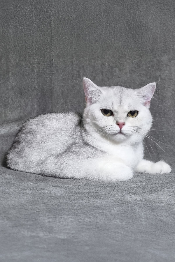 Willa | Scottish Straight Kitten