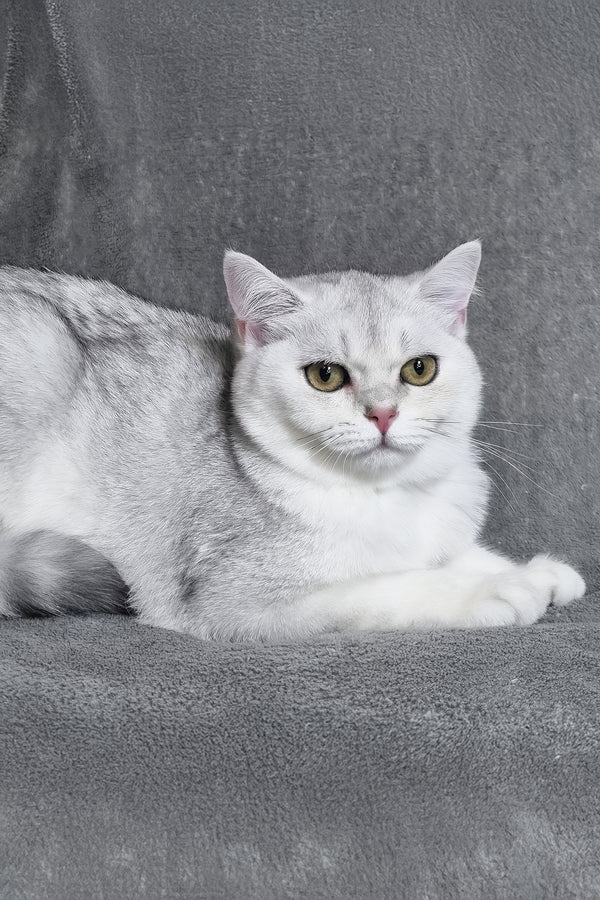 Willa | Scottish Straight Kitten