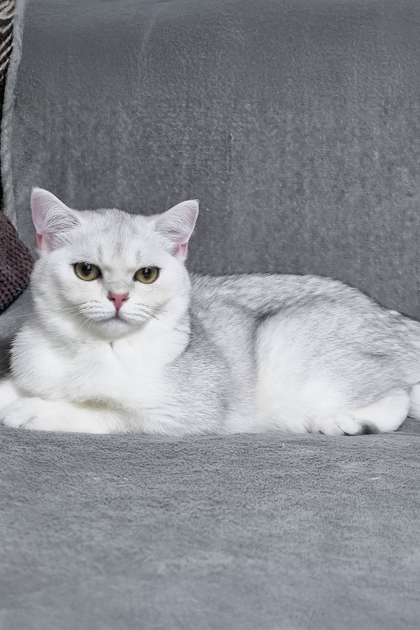 Willa | Scottish Straight Kitten