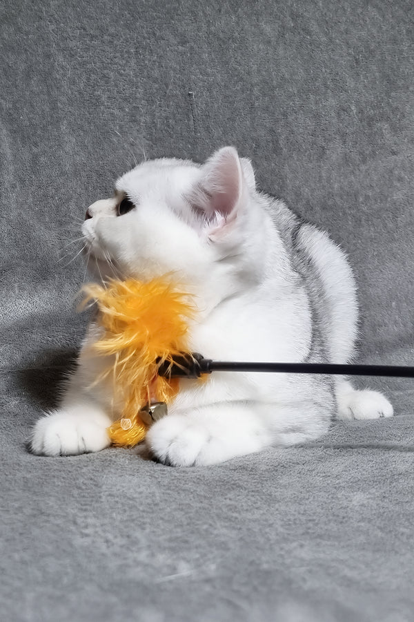 Willa | Scottish Straight Kitten