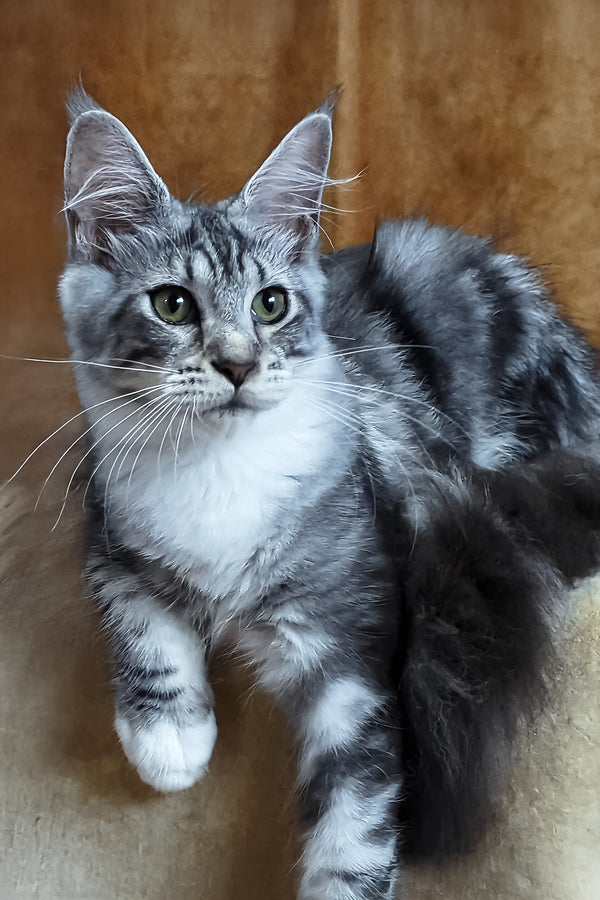 Xena | Maine Coon Kitten