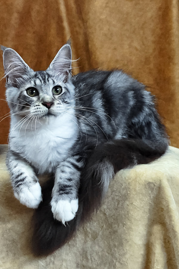 Xena | Maine Coon Kitten