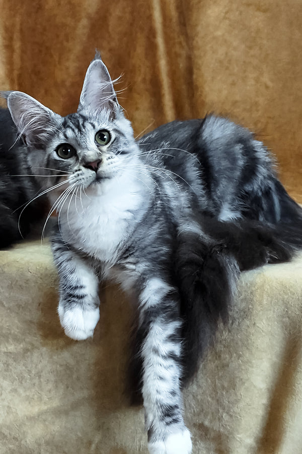 Xena | Maine Coon Kitten