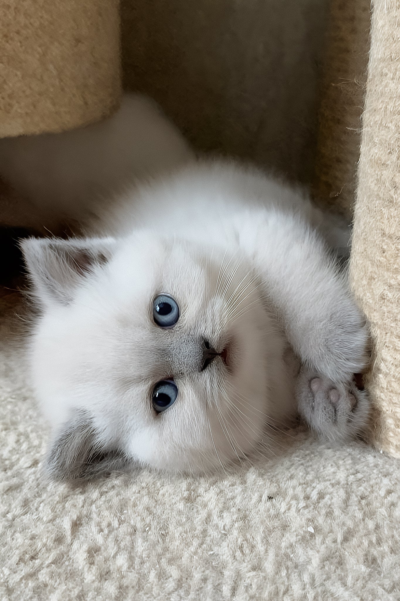 Xena the Adorable Scottish Straight Kitten