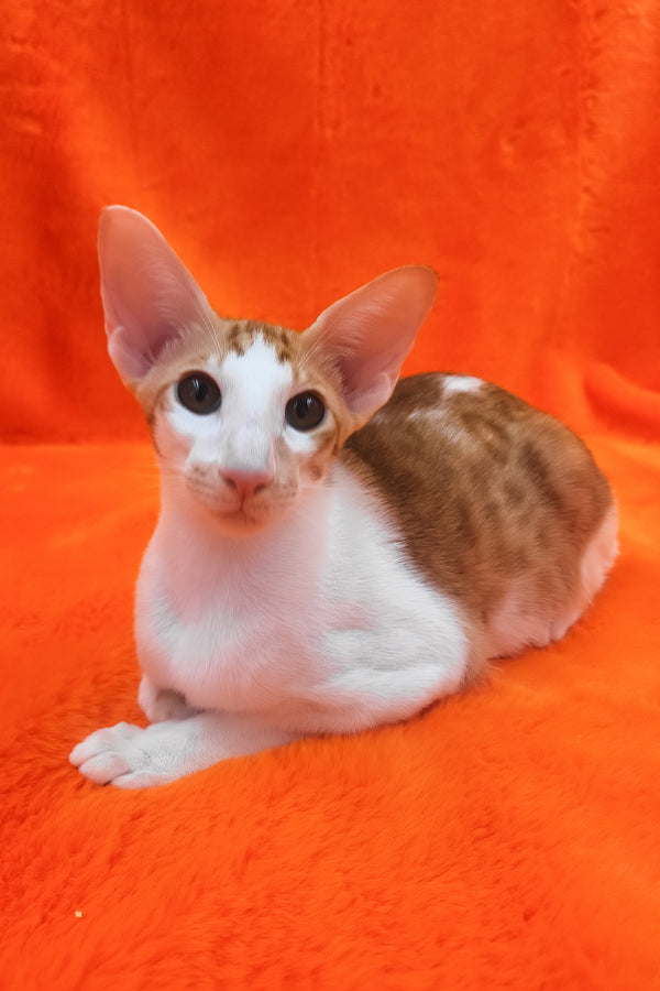Zaur | Oriental Shorthair Kitten