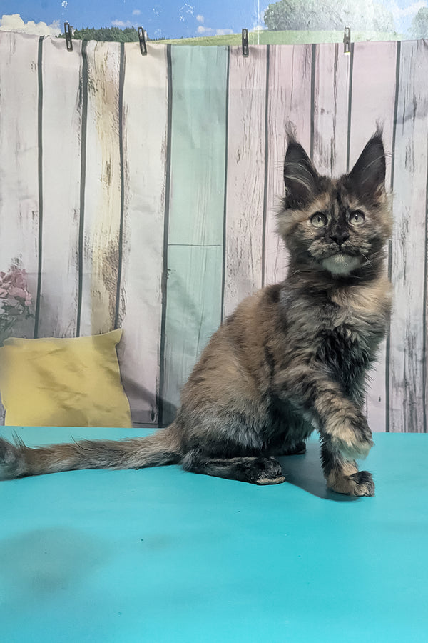 Zelda | Maine Coon Kitten