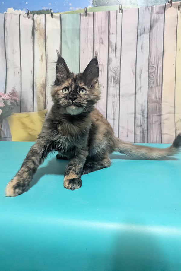 Zelda | Maine Coon Kitten