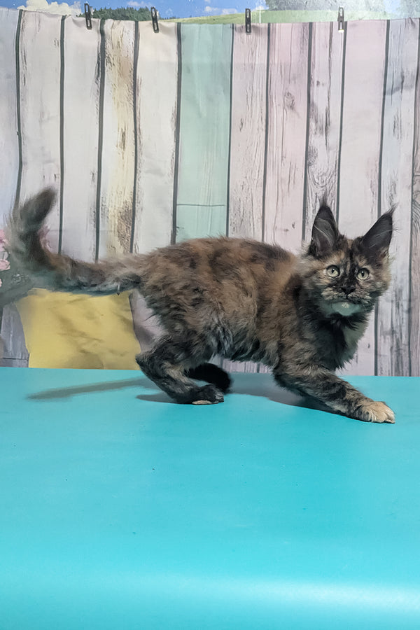 Zelda | Maine Coon Kitten