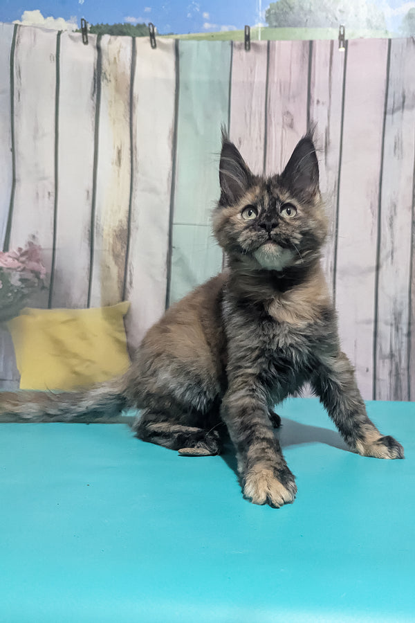 Zelda | Maine Coon Kitten