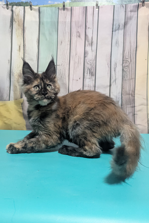 Zelda | Maine Coon Kitten