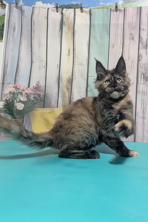 Zelda | Maine Coon Kitten
