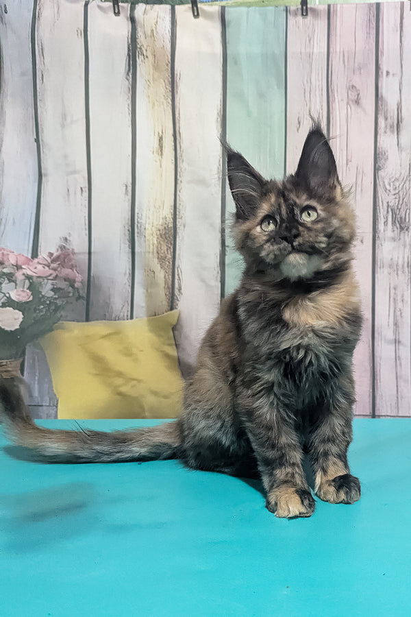 Zelda | Maine Coon Kitten