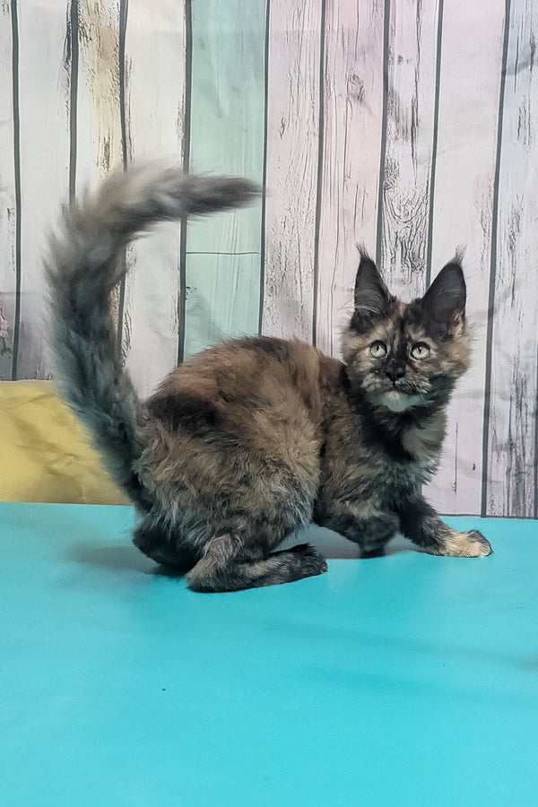 Zelda | Maine Coon Kitten