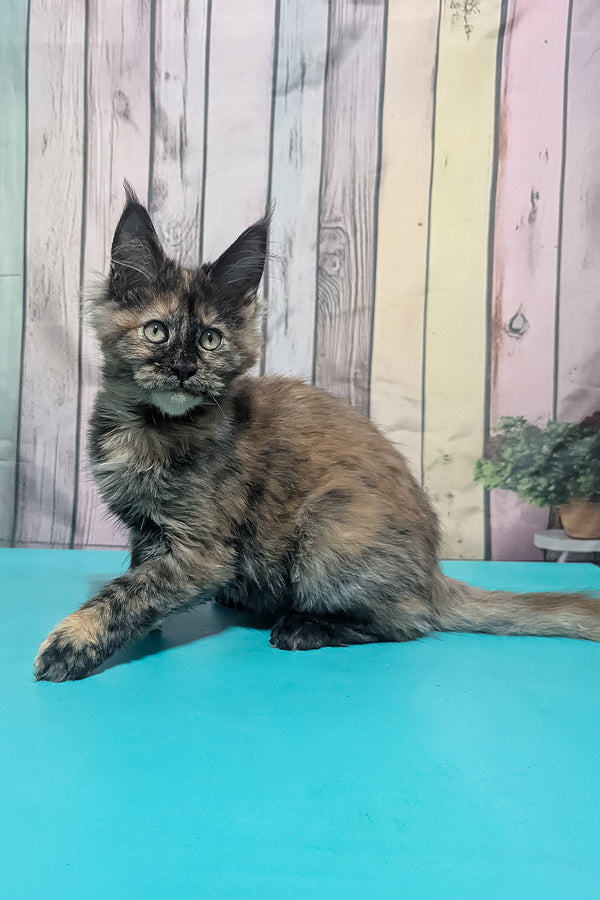 Zelda | Maine Coon Kitten