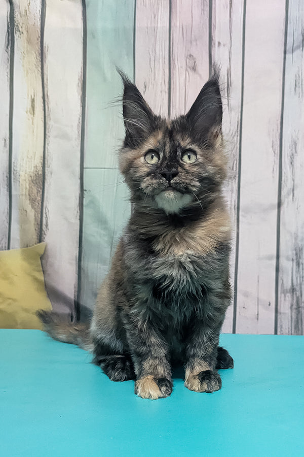 Zelda | Maine Coon Kitten