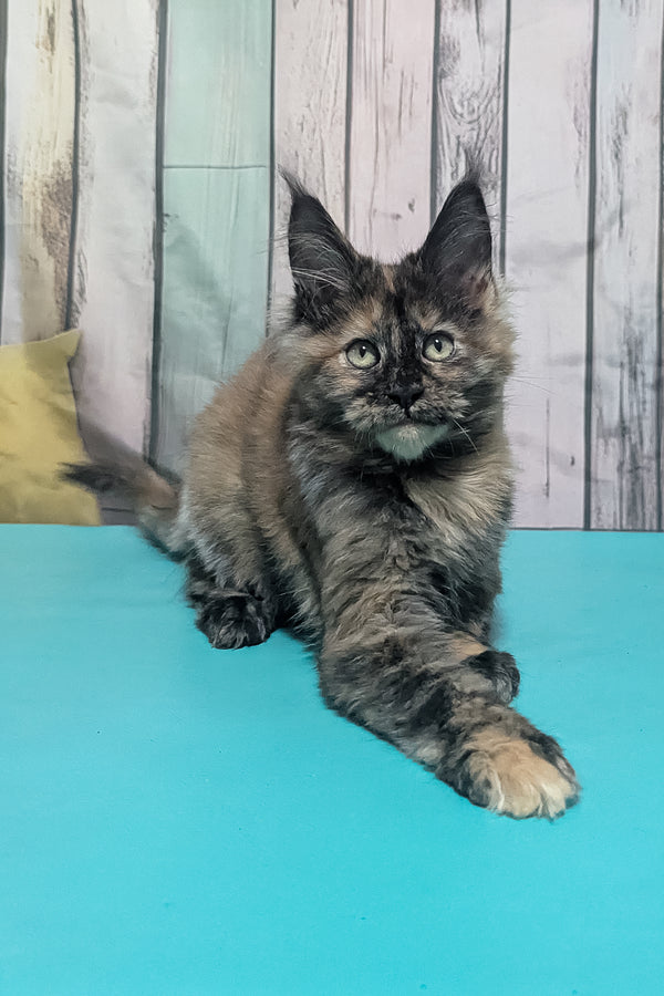 Zelda | Maine Coon Kitten
