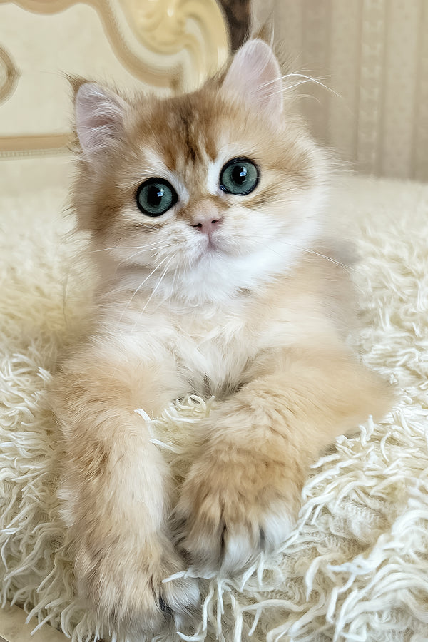 Zhak | British Longhair Kitten