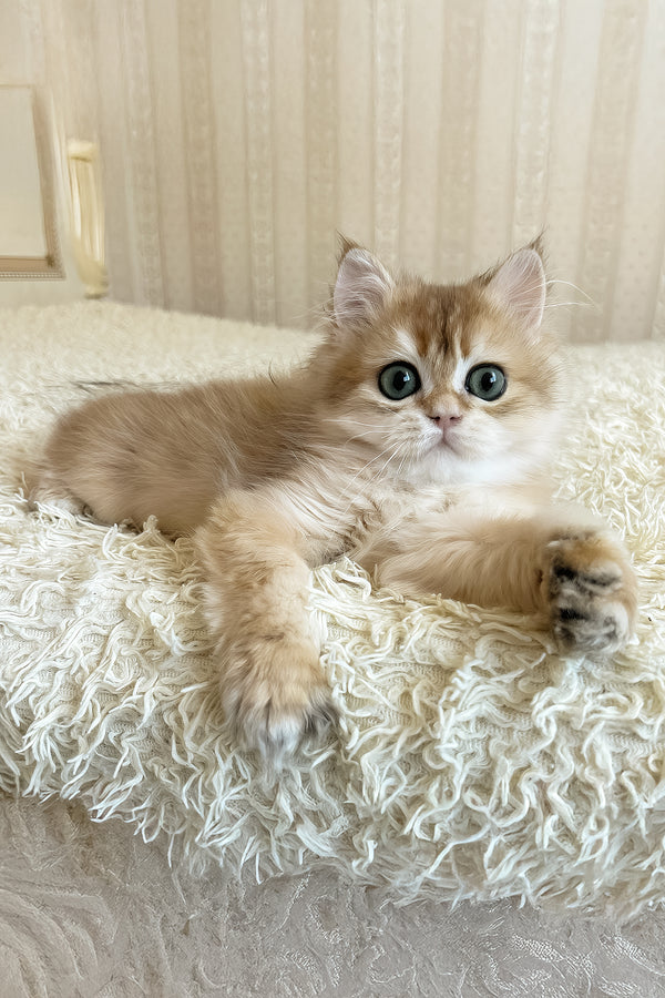 Zhak | British Longhair Kitten