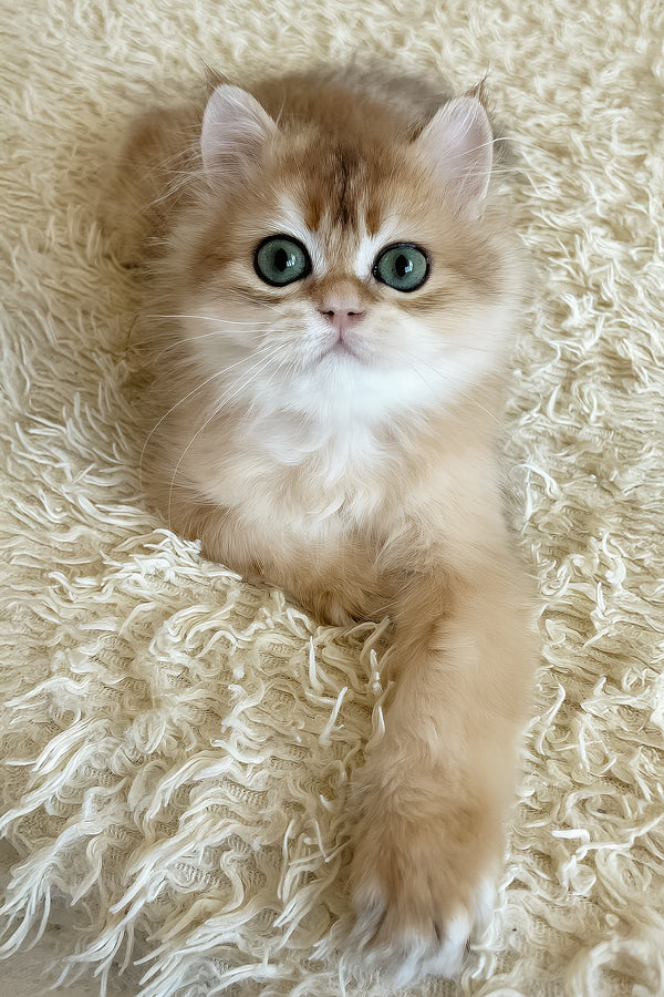 Zhak | British Longhair Kitten