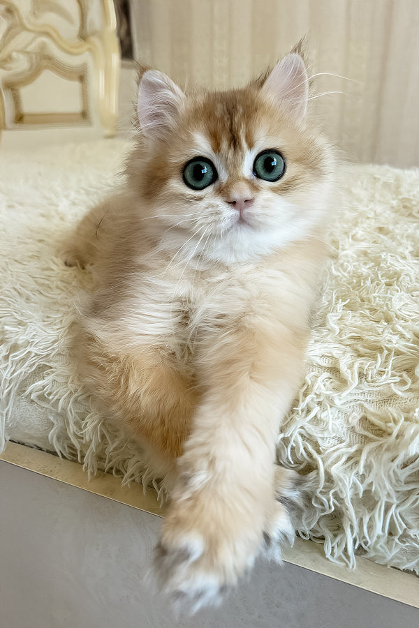 Zhak | British Longhair Kitten