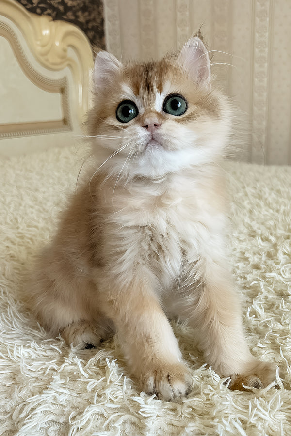 Zhak | British Longhair Kitten