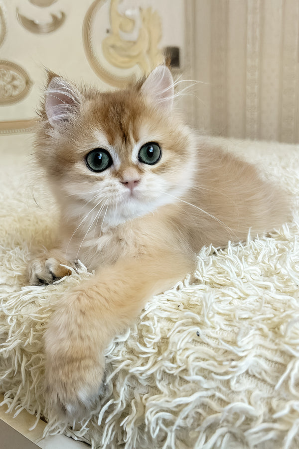Zhak | British Longhair Kitten