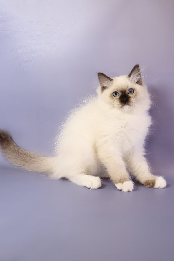 Ignat | Ragdoll Kitten