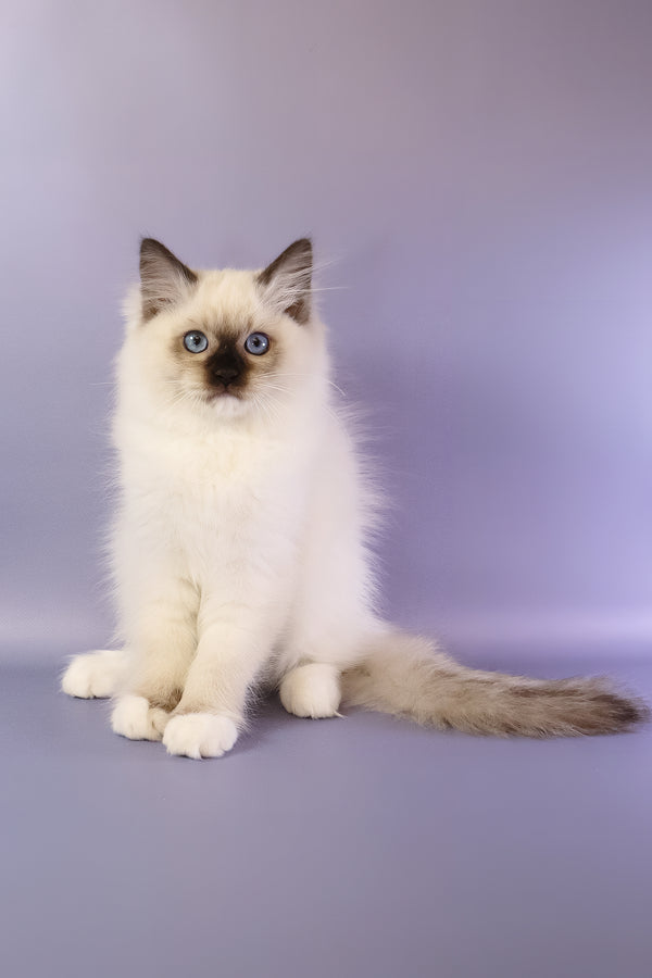 Ignat | Ragdoll Kitten