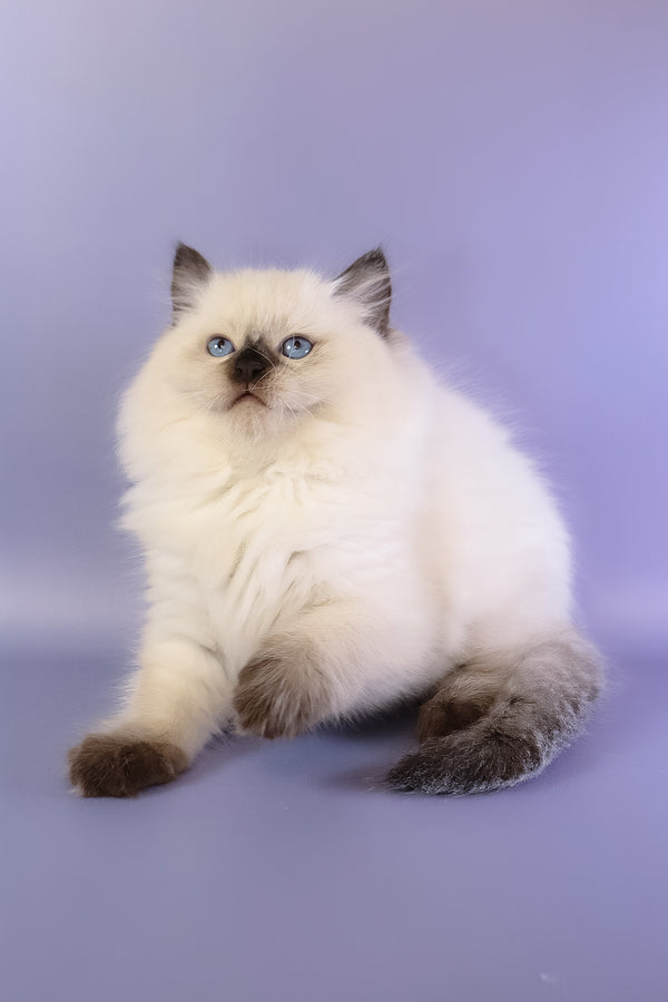 Jimmy | Ragdoll Kitten