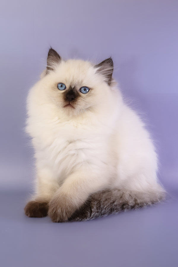 Jimmy | Ragdoll Kitten