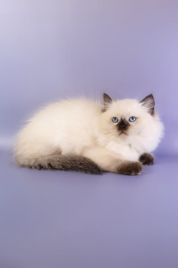 Jimmy | Ragdoll Kitten