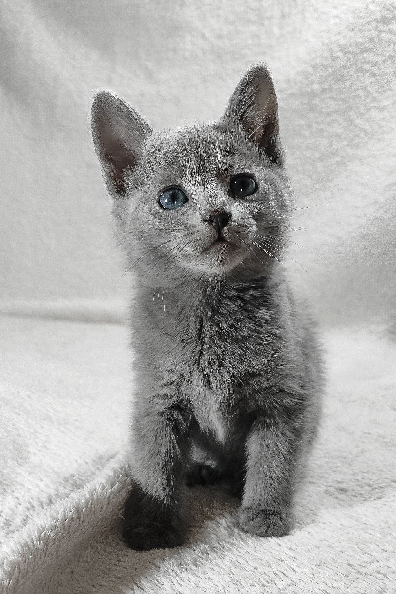 Meet Luntik: Graceful Russian Blue Kitten