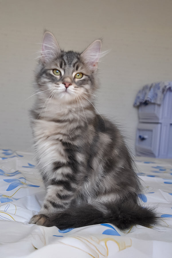 Kasper | Siberian Kitten