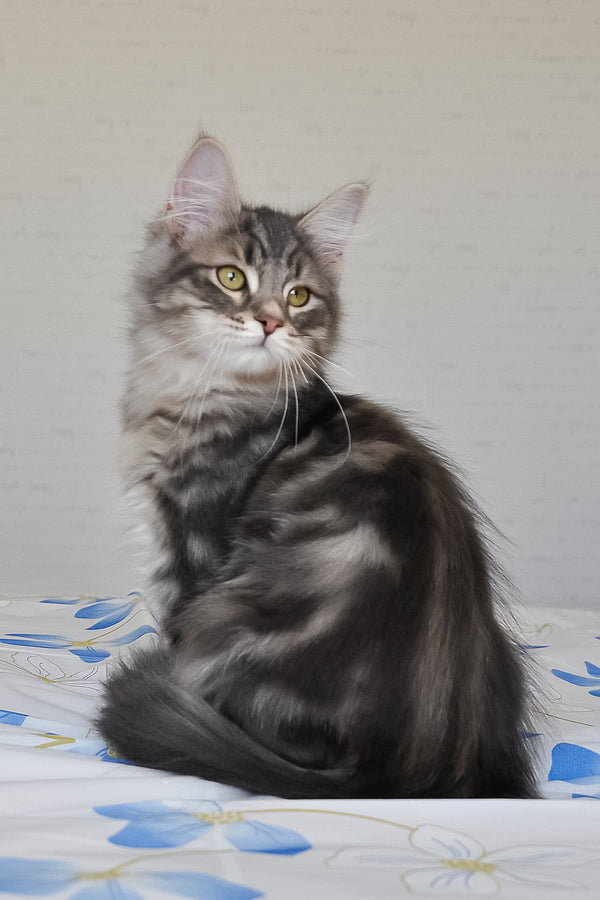 Kasper | Siberian Kitten