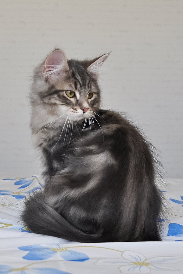 Kasper | Siberian Kitten