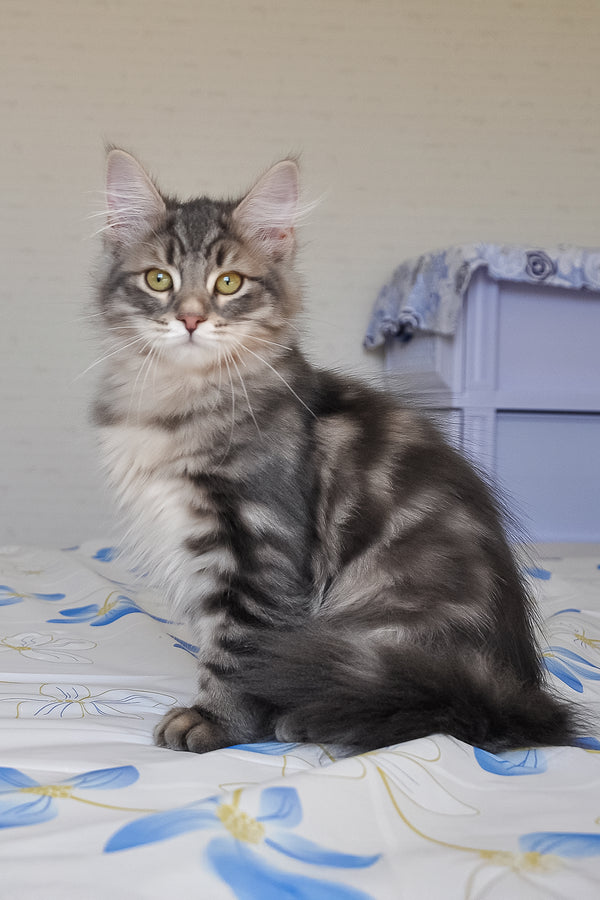 Kasper | Siberian Kitten